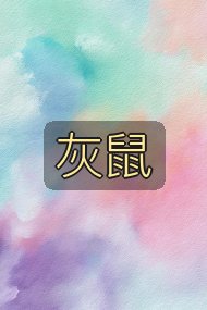 灰鼠封面